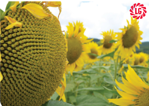 Girasole: a volte coltura, a volte infestante