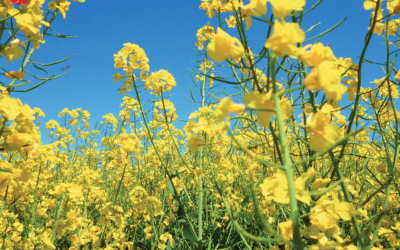 Produzioni di semi oleosi: trend europei in crescita