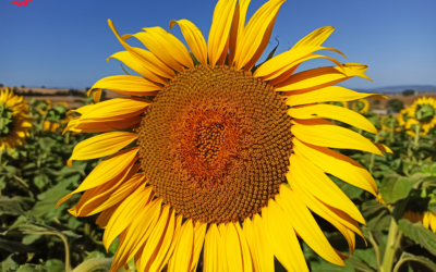 Peronospora del girasole: piante tolleranti e cure agronomiche