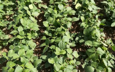 Coltivazione della soia: prezzi e superfici seminate in Italia