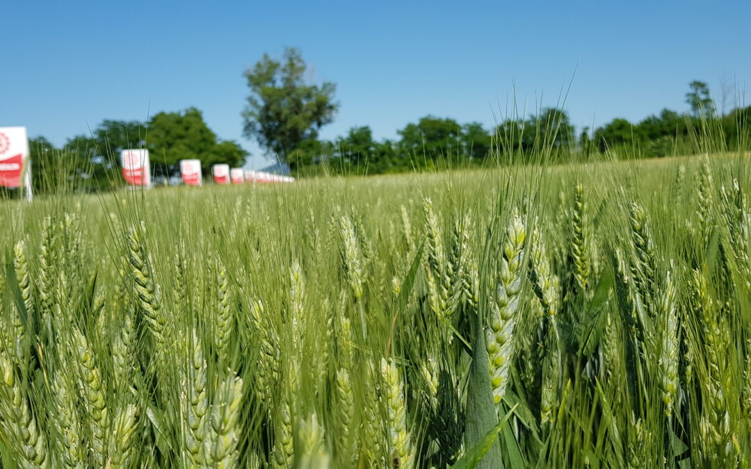 Malattie dei cereali: la difesa da Septoria e Fusarium