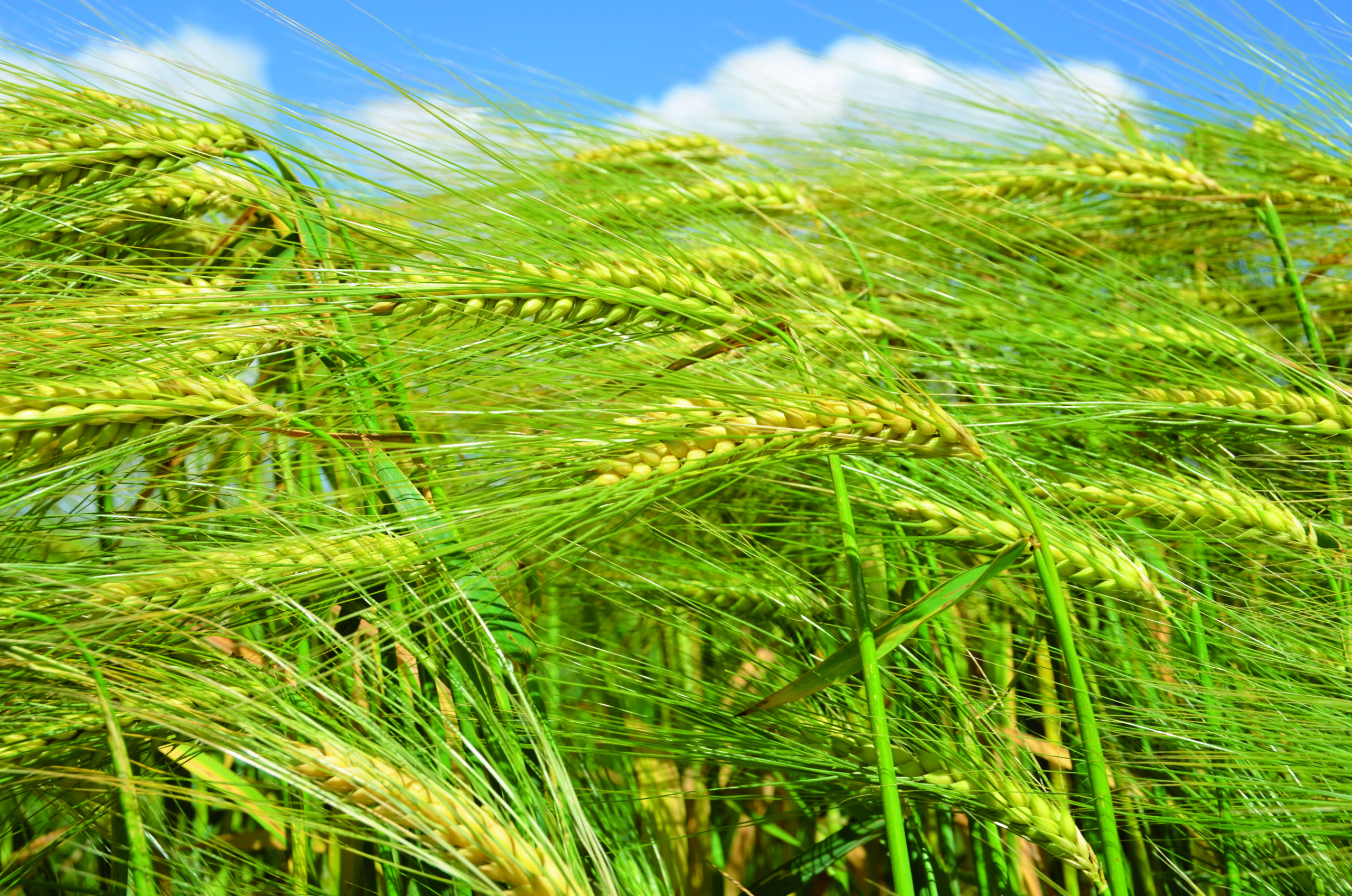 Orzo e triticale da foraggio o biogas: quando trinciare?