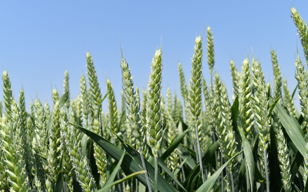 Taglio maggengo e trinciatura cereali: pronti per le seconde semine