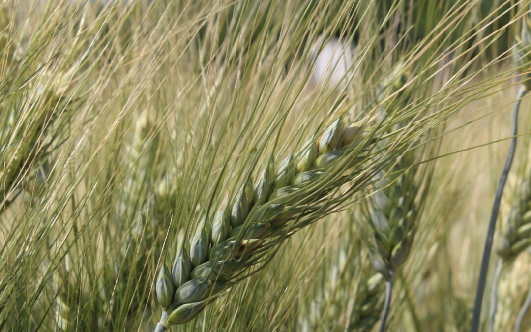 Danni da cimici su frumento: trattare quando serve