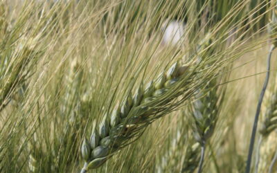 Danni da cimici su frumento: trattare quando serve