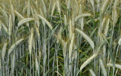 Grano, Fusariosi e micotossine: le soluzioni disponibili