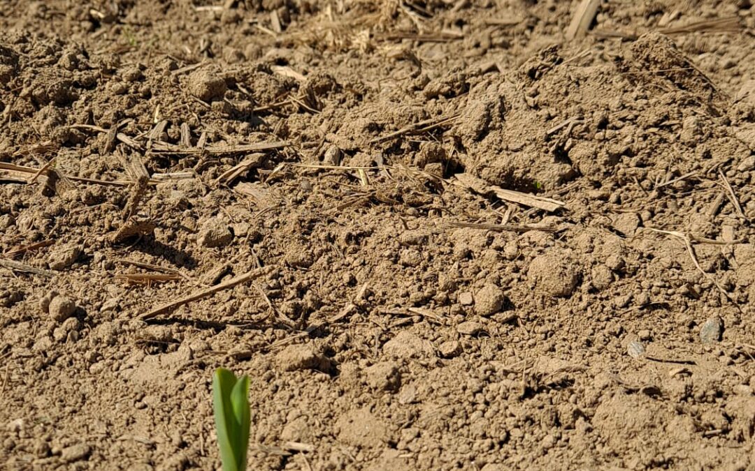 Mais e semine di secondo raccolto: quali ibridi scegliere