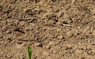 Mais e semine di secondo raccolto: quali ibridi scegliere