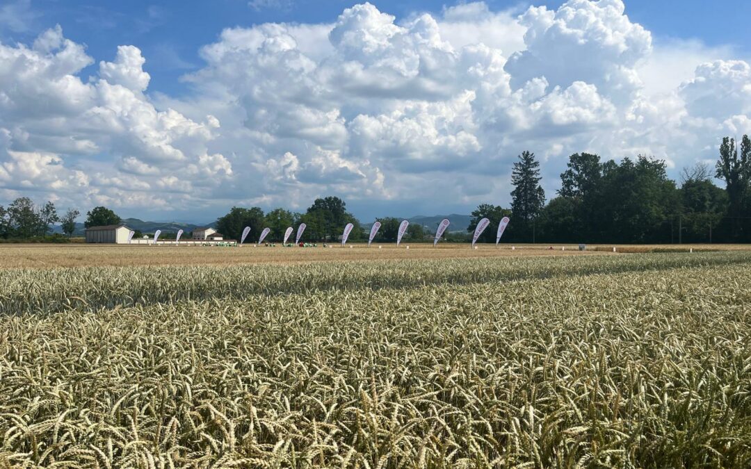 Nutrizione azotata e cereali: fabbisogni e risultati