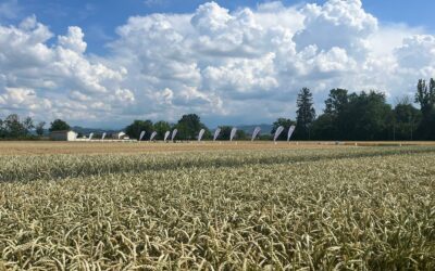 Nutrizione azotata e cereali: fabbisogni e risultati