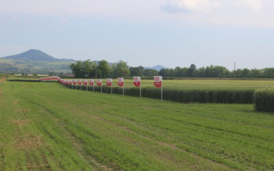 Diserbi dei cereali: i vantaggi dei pre-emergenza