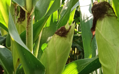 Mais: le previsioni di raccolto 2023-2024 in Sudamerica