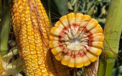 Meteo: le previsioni per l’estate 2024