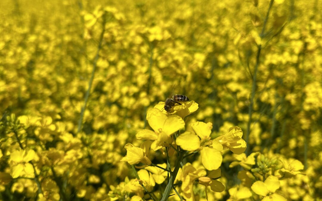 Colza: nutrizione azotata e prime difese dai parassiti