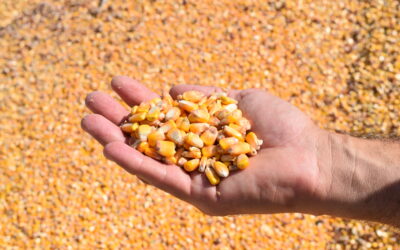 Agroalimentare italiano e mondiale: l’analisi del Crea