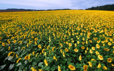 Semina del girasole: attenzione alle infestanti