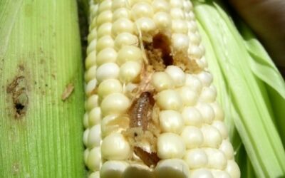 Mais e Piralide: la situazione a inizio agosto