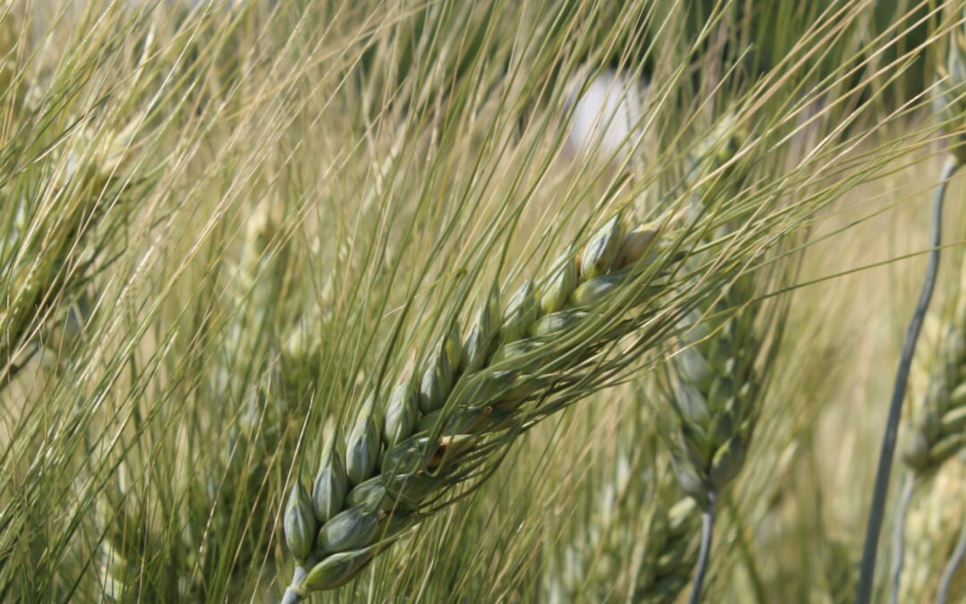 Raccolta cereali 2024: luci e ombre per area geografica